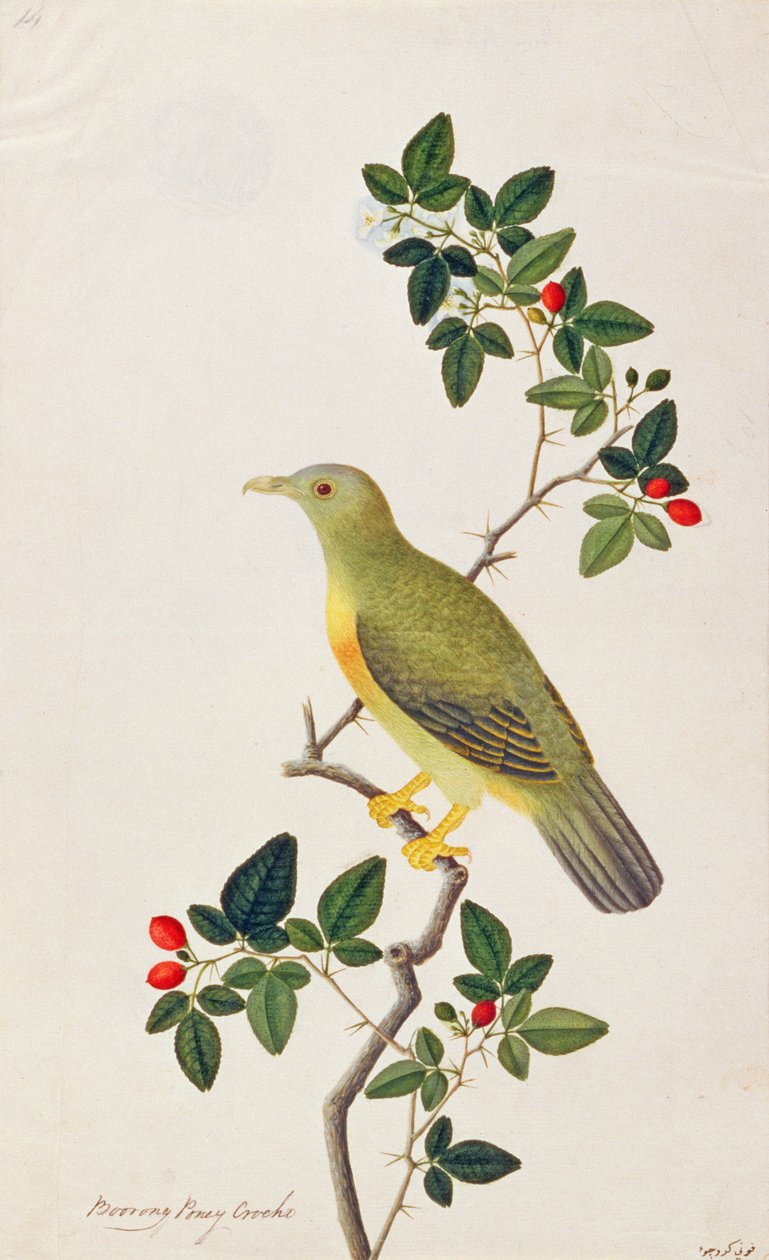 大きな緑の鳩、マラッカの鳥の絵、1805-18年頃（紙にトイレ）